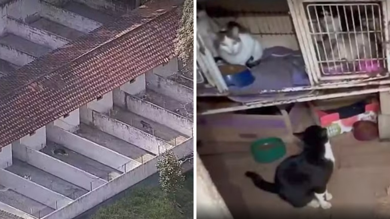 Mais de 100 animais são encontrados em situação de maus-tratos em ONG de Mairiporã