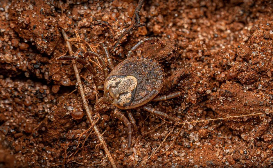 Valinhos confirma primeira morte por febre maculosa em 2025