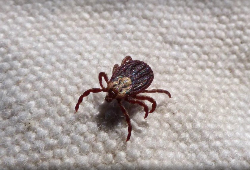 Febre maculosa causa duas mortes em Itatiba