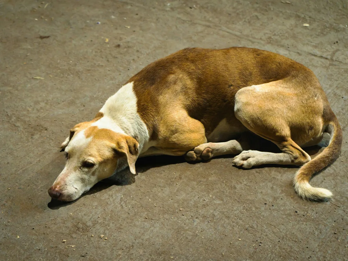Possível surto de cinomose em Cabreúva acende alerta entre tutores de cães