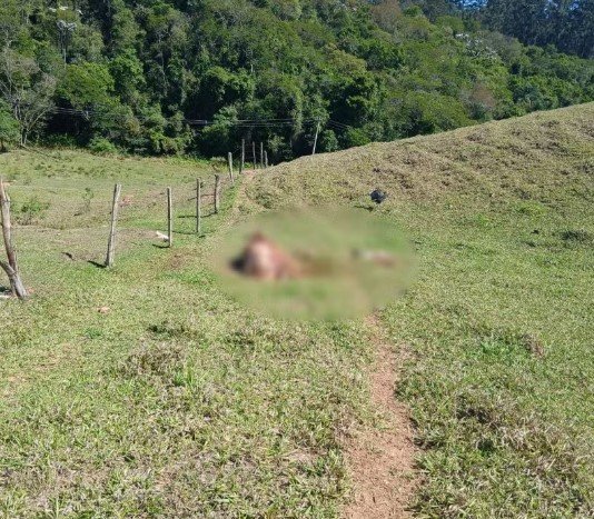 Criminosos invadem sítio em Itatiba, abatem e desossam vacas antes de fugir com a carne