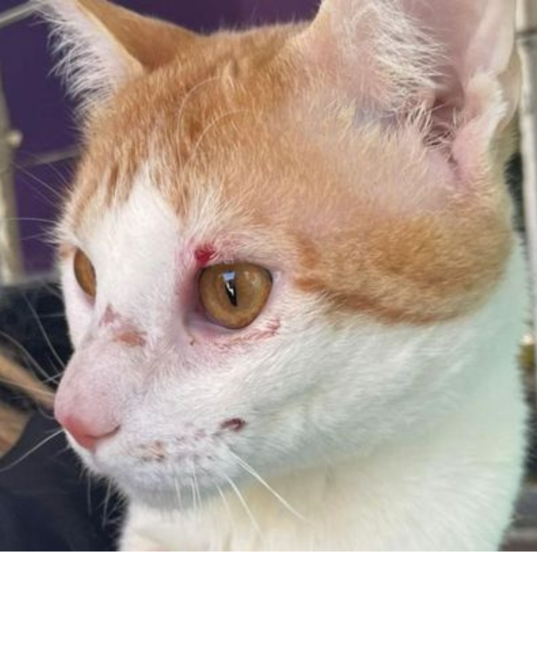 Gato é resgatado após sofrer maus-tratos no bairro Parque Santo Antônio, em Cabreúva