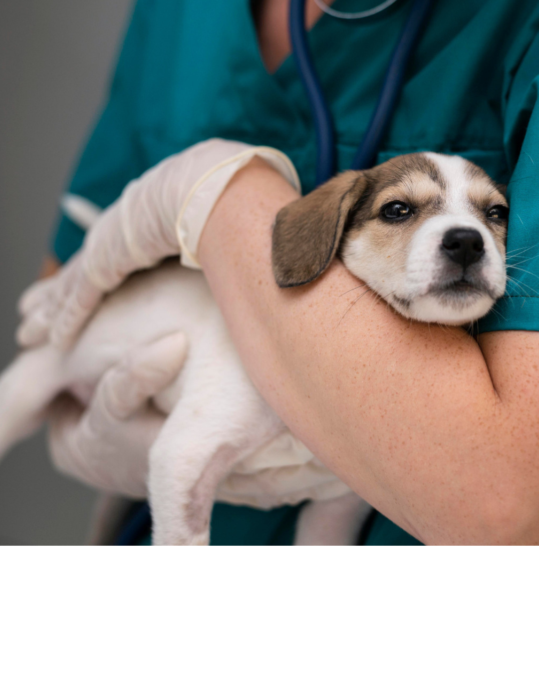 Cabreúva abre inscrições para mutirão de castração neste sábado (25)