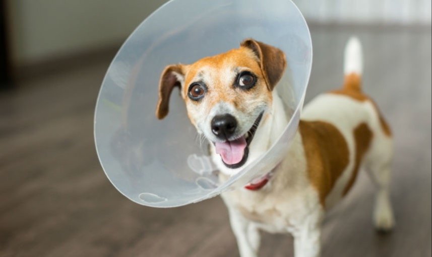 Atibaia abre inscrições para mutirão gratuito de castração de cães e gatos no dia 20 de outubro