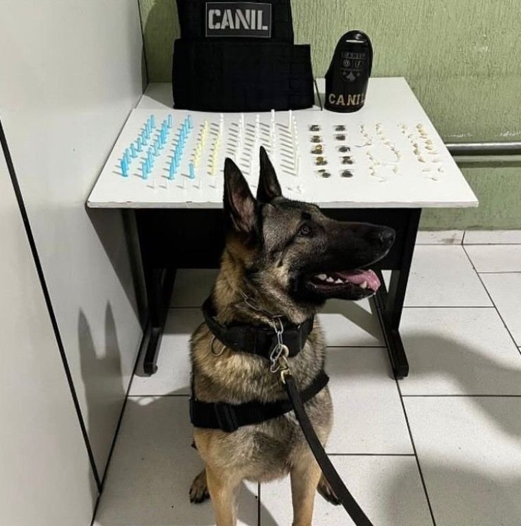 Ação da GM com apoio do cão Thanos resulta em apreensão de drogas em Cabreúva