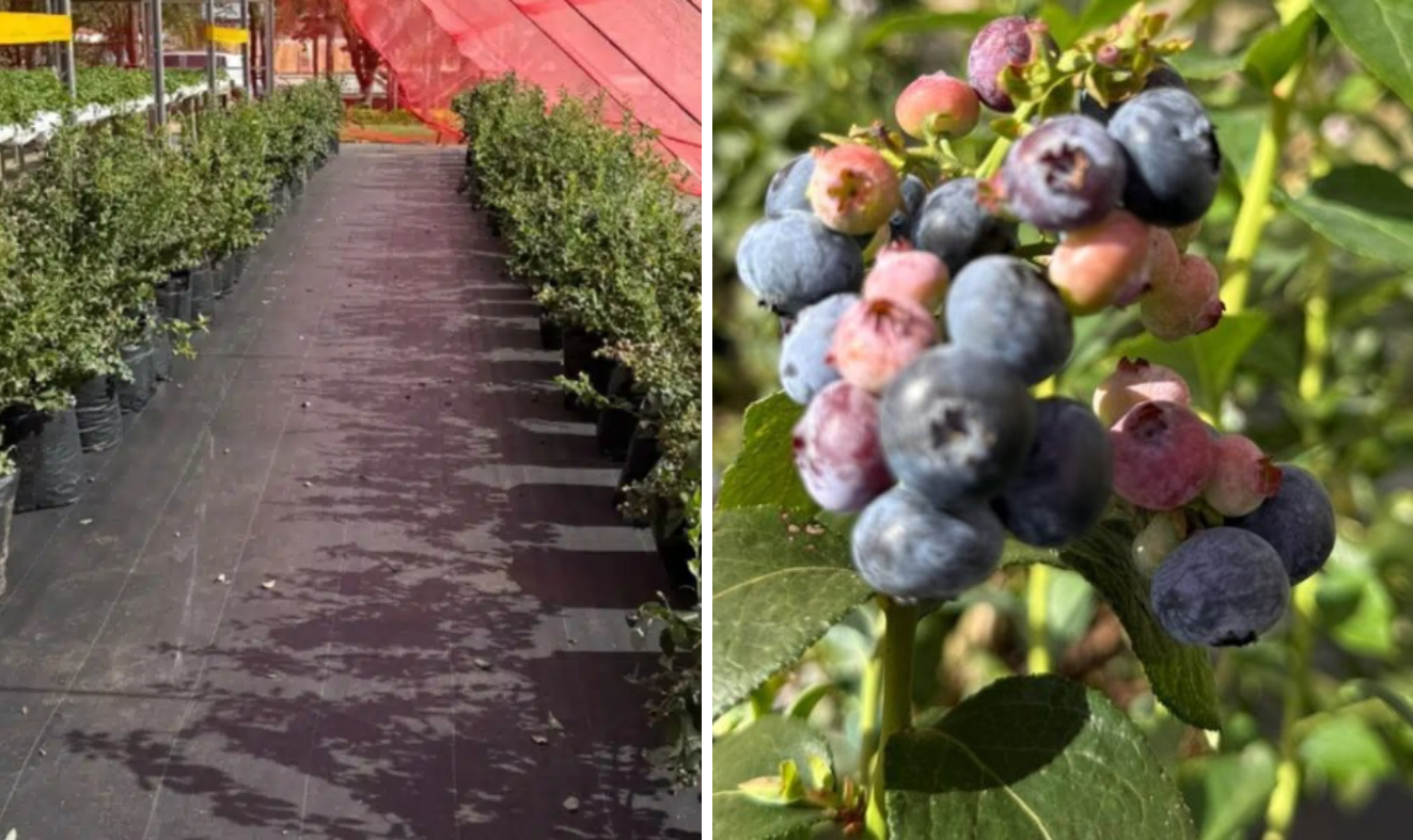 Parque Maeda, em Itu, oferece experiência de colheita de mirtilos