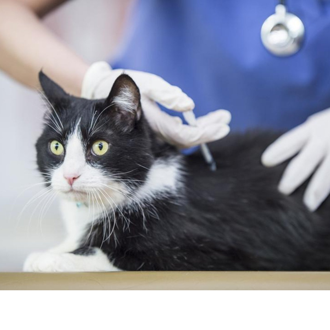 Jundiaí inicia vacinação emergencial contra a raiva na Vila Arens após caso confirmado em gato