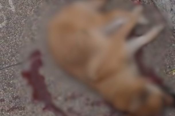 Caminhonete atropela cachorro e foge sem prestar socorro na Av. Ver. José Donato