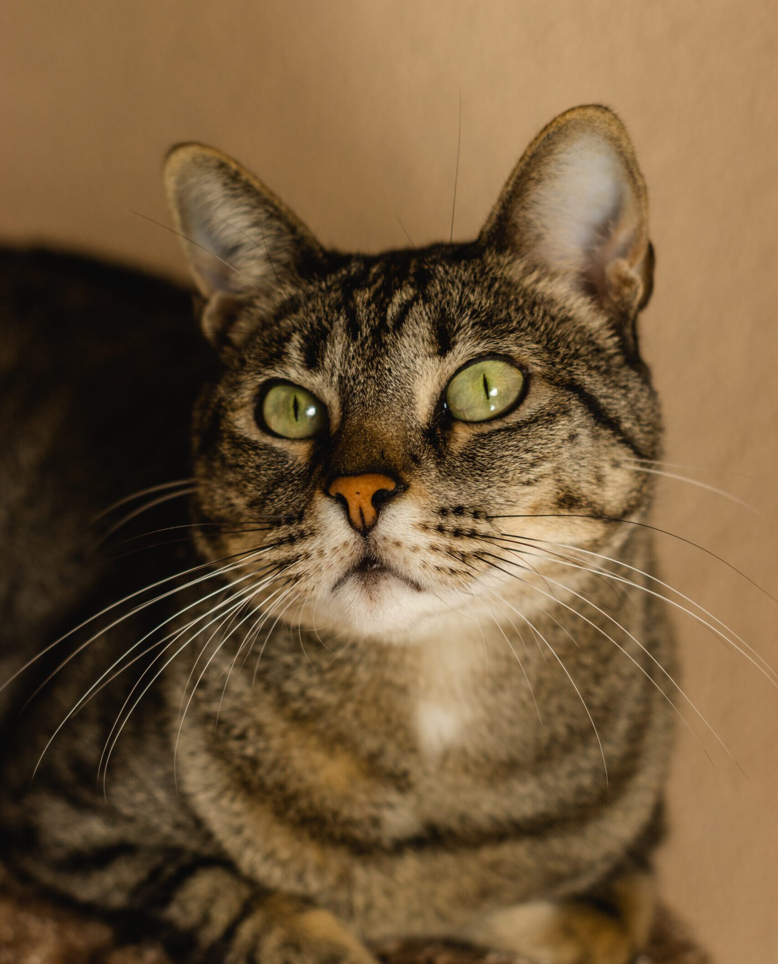 Catarina Fashion Outlet realiza o Cat Days – feira de gatos exóticos nos dias 8 e 9 de novembro